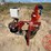 elston-mfg-ga-300-gopher-getter-*like-new-image-4