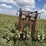 cattle-chute-8943-image-8
