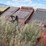 case-ih-8581-image-7