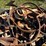 #2522-•-international-teeth-image-3