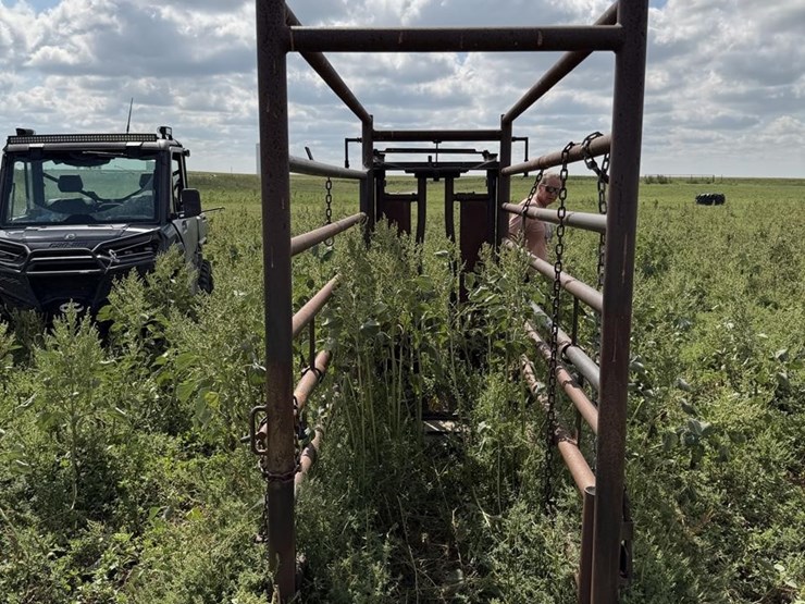 cattle-chute-8943-image-4
