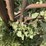 cattle-chute-8943-image-15