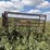 cattle-chute-8943-image-2
