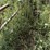 cattle-chute-8943-image-12