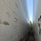 great-dane-48-image-8