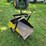 #8735-•-blackhawk-ba-24-dirt-scoop-image-8