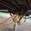 great-dane-48-image-17