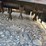 #90-•-unused-sdlool-sl-lm1000q-lawn-mower-1000qygcj2607237-inv#55059-image-19