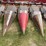 #1325-•-case-1063-(6)-row-corn-head-image-12