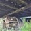 great-dane-48-image-21