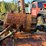 #3505-•-allis-chalmers-d-548-grader-image-31