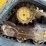 caterpillar-259d-image-23