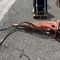 17th-annual-fall-absolute-auction-|-oct-1st-3rd-image-2