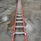 #9730-•-louisville-40'-extension-ladder-image-5