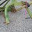 krone-am243-image-9