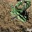 john-deere-3-pt-rotating-plow-image-9