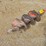 #9614-•-bobcat-12"-auger-bit-image-1