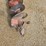 #9614-•-bobcat-12"-auger-bit-image-7
