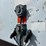 great-dane-48-image-9
