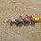 #9614-•-bobcat-12"-auger-bit-image-2