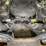 caterpillar-259d-image-55