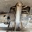 2001-ford-f450-image-60
