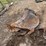 #9177-•-excavator-bucket-image-1