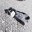 unused-2026-excavator-hydraulic-thumb-clip-image-3