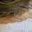 #129-•-2015-wood-mizer-eg300-multirip-edger-image-32