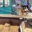 #128-•-2015-wood-mizer-wm4000-bandmill-image-20