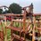 for-most-cattle-working-chute-image-19