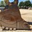 2019-caterpillar-352f-image-10