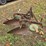 #25270-•-ferguson-2-bottom-plow-image-7