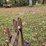 #25270-•-ferguson-2-bottom-plow-image-15