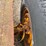 #3288-•-equipment-trailer-image-13