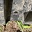 #1637-•-behlen-150-gallon-stock-tank-image-4