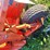 kuhn-fc302-image-8
