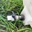 #1634-•-125-gallon-poly-tank-image-5