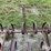 ford-228-spring-tooth-harrow-image-17