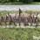 ford-228-spring-tooth-harrow-image-6