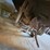 #8768-•-rear-tine-garden-tiller-image-17