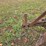 #25270-•-ferguson-2-bottom-plow-image-16