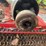 bush-hog-bh16-image-8
