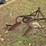 #25270-•-ferguson-2-bottom-plow-image-6
