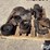 misc-small-cam-engine-parts-image-8