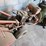 #8768-•-rear-tine-garden-tiller-image-19