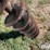 rhino-3-pt-post-hole-digger-image-9