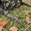 #25272-•-custom-plow-for-internation-farmal-quick-hitch-image-14