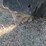 #50224-•-bobcat-sgx60-skid-steer-stump-grinder-a00702070-inv#50224-image-7