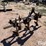 3-pt-cultivator-image-3